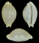 Cryptocypraea dillwyni Cryptocypraea dillwyni