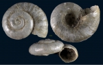 Xylodiscula wareni Bogi & Bartolini, 2008 Xylodiscula wareni Bogi & Bartolini, 2008