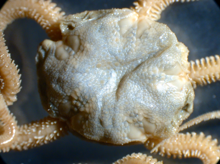 Holotype dorsal Holotype dorsal