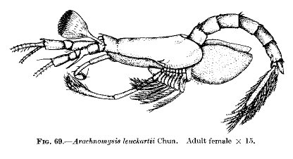 Arachnomysis leuckartii