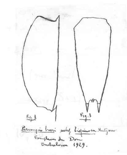 Paramysis baeri bispinosa (= P. bakuensis)