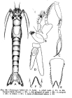 Paramysis nouveli