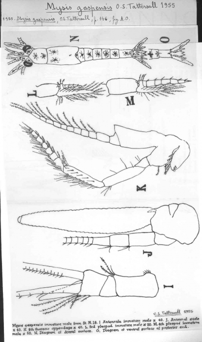 Worms World Register Of Marine Species