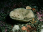Phakellia ventilabrum (Linnaeus, 1767) Phakellia ventilabrum (Linnaeus, 1767)
