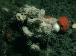 Dysidea fragilis (Montagu, 1818) Dysidea fragilis (Montagu, 1818)