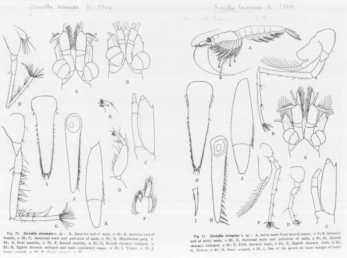 Worms World Register Of Marine Species