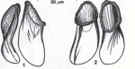 Coulterella bondarenkoai