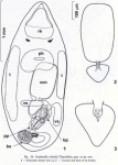 Coulterella vainolae