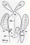Coulterella vainolae