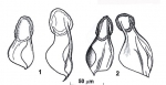 Riedelella effremovae