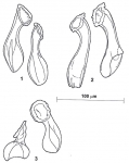 Riedelella gibsoni Riedelella gibsoni