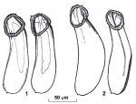 Riedelella heaneyi Riedelella heaneyi