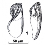 Riedelella izhboldinae Riedelella izhboldinae