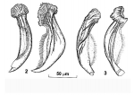 Riedelella linevichae Riedelella linevichae