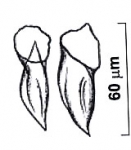 Riedelella ninae Riedelella ninae