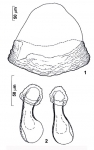 Riedelella provizae Riedelella provizae