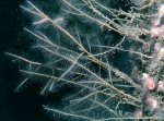 Nemertesia ramosa Lamouroux, 1816 Nemertesia ramosa Lamouroux, 1816
