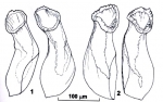 Riedelella tyleri Riedelella tyleri