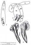 Reuterella pleschinskayae Reuterella pleschinskayae