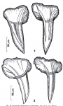 Reuterella pleschinskayae Reuterella pleschinskayae