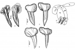 Reuterella pleschinskayae Reuterella pleschinskayae