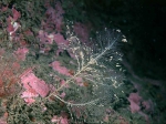 Schizotricha frutescens (Ellis & Solander, 1786) Schizotricha frutescens (Ellis & Solander, 1786)
