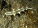 Tritonia lineata Alder & Hancock, 1848 Tritonia lineata Alder & Hancock, 1848
