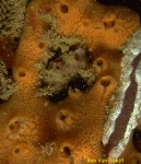 Amphilectus fucorum Amphilectus fucorum