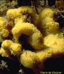 Axinella damicornis Axinella damicornis