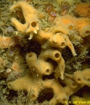 Haliclona (Reniera) cinerea Haliclona (Reniera) cinerea