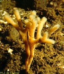 Haliclona (Haliclona) oculata Haliclona (Haliclona) oculata