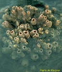 Haliclona (Soestella) xena Haliclona (Soestella) xena
