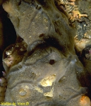 Mycale (Carmia) micracanthoxea Mycale (Carmia) micracanthoxea
