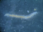 Oligochaeta