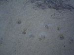 Arenicola marina (casts) Arenicola marina (casts)
