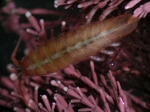 Idotea granulosa Idotea granulosa