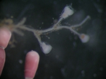 Laomedia flexuosa Laomedia flexuosa