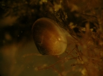 Turtonia minuta Turtonia minuta