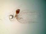 Dimophyes arctica (Chun, 1897) eudoxid Dimophyes arctica (Chun, 1897) eudoxid