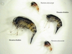 Themisto libellula and Themisto abyssorum Themisto libellula and Themisto abyssorum