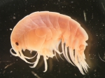 Acanthonotozoma inflatum (Kroyer, 1842) Acanthonotozoma inflatum (Kroyer, 1842)