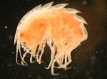 Acanthonotozoma serratum (Fabricius, 1780) Acanthonotozoma serratum (Fabricius, 1780)