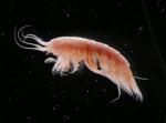 Aceroides latipes (Sars, 1883) Aceroides latipes (Sars, 1883)