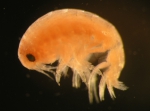 Aristias tumidus (Kroyer, 1846) Aristias tumidus (Kroyer, 1846)