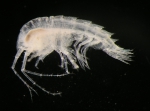 Atylus nordlandicus Boeck, 1871 Atylus nordlandicus Boeck, 1871