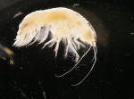 Byblis minuticornis Sars, 1879 Byblis minuticornis Sars, 1879