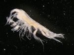 Cleonardo appendiculatus (Sars, 1879) Cleonardo appendiculatus (Sars, 1879)