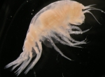 Cyclocaris guilelmi Chevreux, 1899 Cyclocaris guilelmi Chevreux, 1899