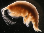 Haploops tubicola Liljeborg, 1855 Haploops tubicola Liljeborg, 1855