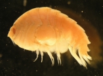 Lepidepecreum umbo (Goes, 1866) Lepidepecreum umbo (Goes, 1866)